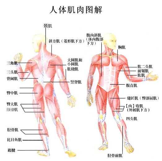 全身各部位肌肉图解