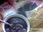 黑米燕麦粥