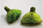 南湖菱