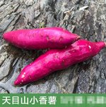 天目山 小香薯