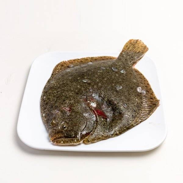 多宝鱼