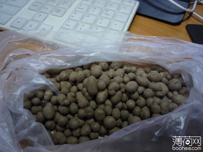 山药蛋是个什么东西有图有真相